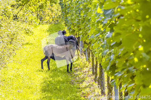 Image of goats in a vineyard