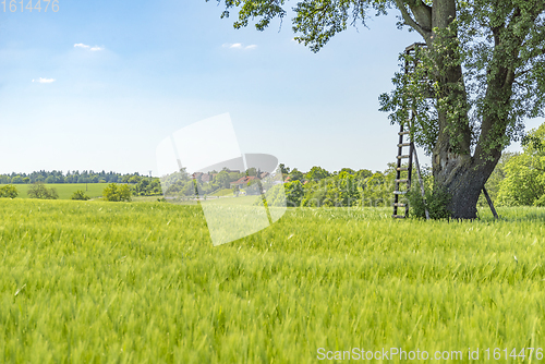 Image of rural springtime scenery