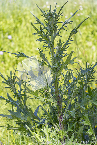 Image of thistle plant closeup