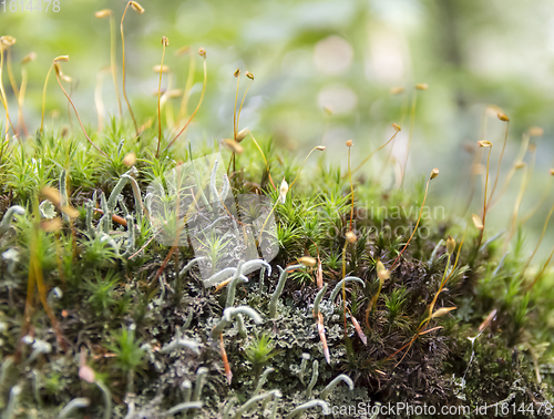 Image of moss spores closeup