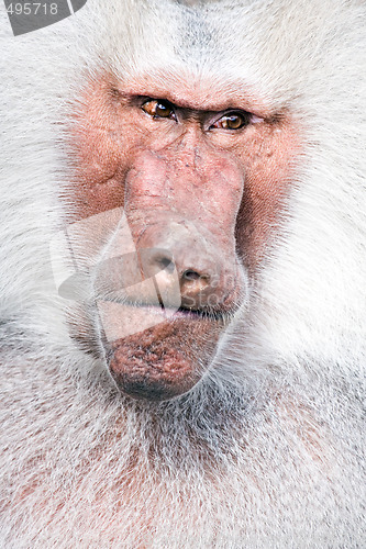 Image of baboon portrait