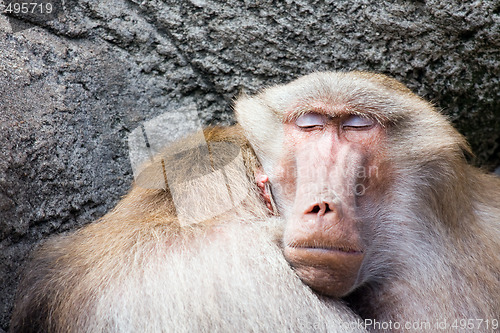 Image of baboon sleeping
