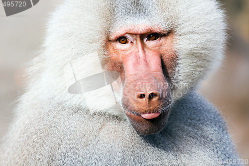 Image of baboon portrait