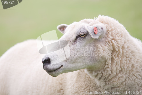 Image of sheep closeup