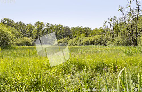 Image of sunny wetland scenery