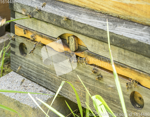 Image of Beehive and bees