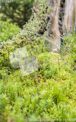 Image of ground cover vegetation