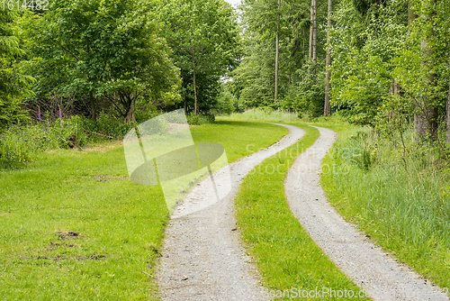 Image of peaceful forest scenery