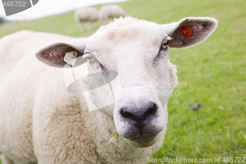 Image of sheep on meadow