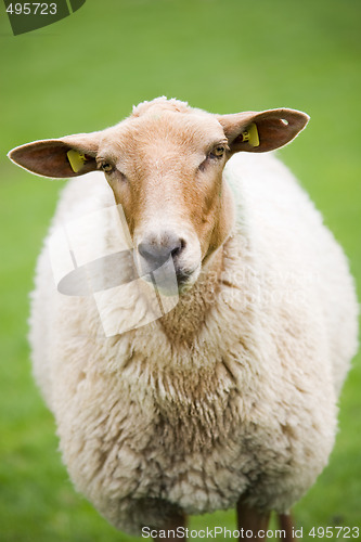 Image of sheep closeup on green meadow