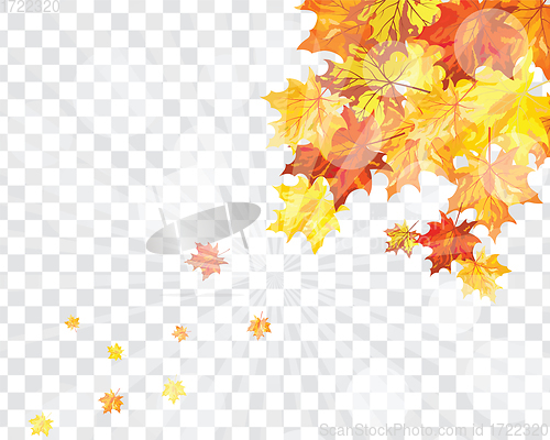 Image of Maple leaves on transparency grid