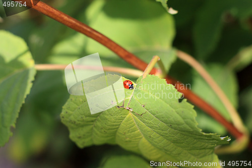Image of Ladybug on the leaf