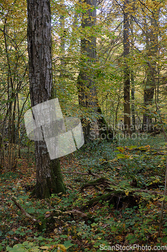 Image of Old deciduous tree stand in fall