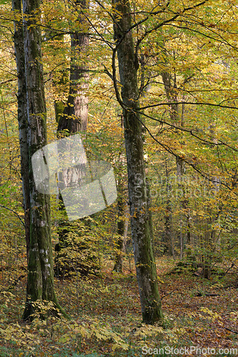 Image of Old deciduous tree stand in fall