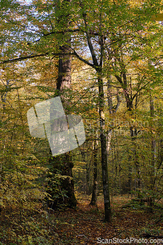 Image of Old deciduous tree stand in fall