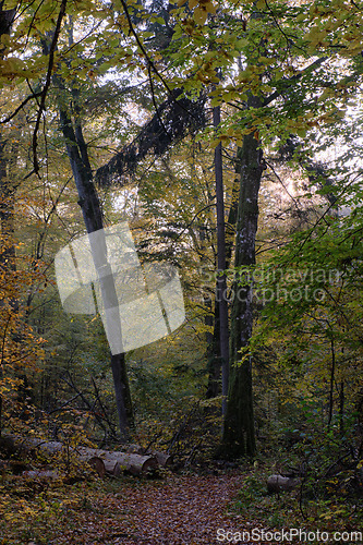 Image of Narrow trail crossing autumnal deciduous stand