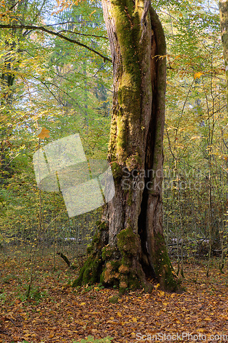 Image of Old deciduous tree stand in fall