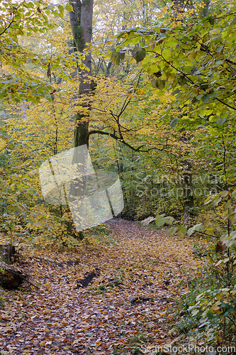 Image of Narrow trail crossing autumnal deciduous stand