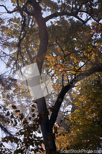 Image of Old oak tree crown backlite in fall