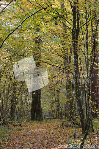 Image of Narrow trail crossing autumnal deciduous stand