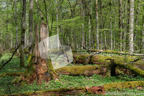 Image of Hornbeam tree deciduous forest in spring