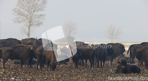 Image of European bison (Bison bonasus) herd