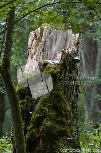 Image of Moss wrapped stump