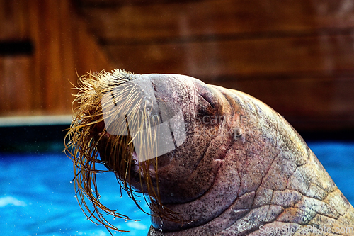 Image of Walrus