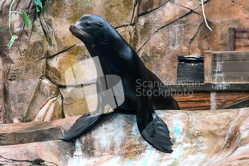 Image of Sea Lion