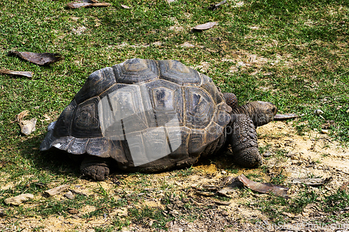 Image of Tortoise