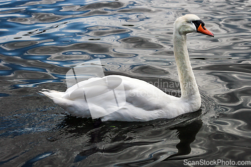 Image of A Swan