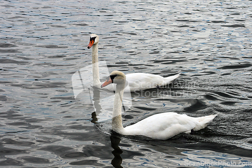 Image of 2 Swans