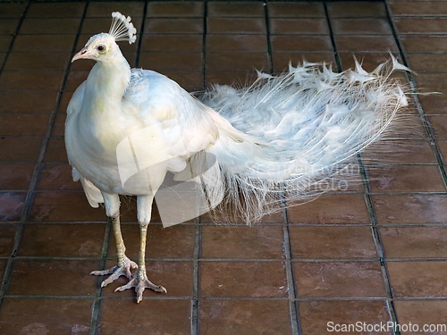 Image of White Peacock