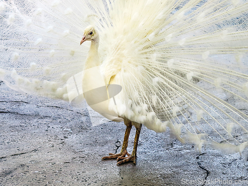 Image of White Peacock