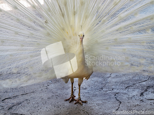 Image of White Peacock