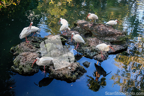 Image of American White Ibis