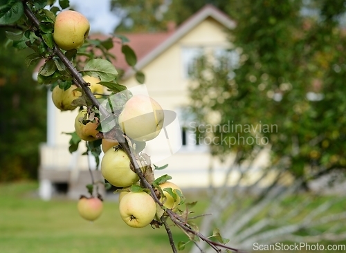 Image of ripe apples on a branch in the garden on a blurred background of