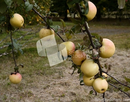 Image of ripe apples on a branch in the garden
