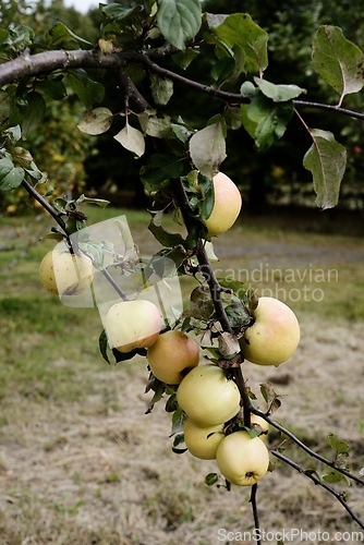 Image of ripe apples on a branch in the garden