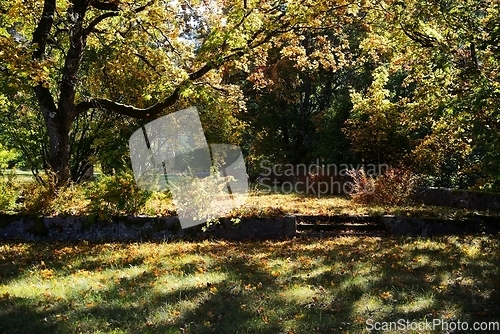 Image of autumn trees on a sunny day