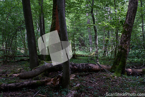 Image of Alder tree deciduous stand