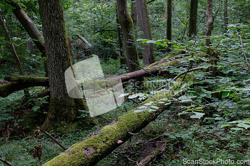 Image of Alder tree deciduous stand