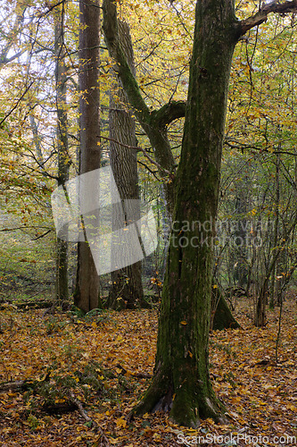 Image of Old deciduous tree stand in fall