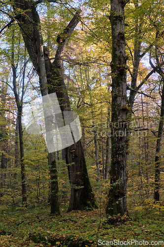 Image of Old deciduous tree stand in fall