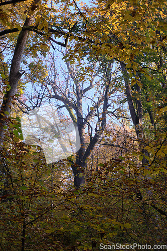 Image of Old oak tree crown backlite in fall