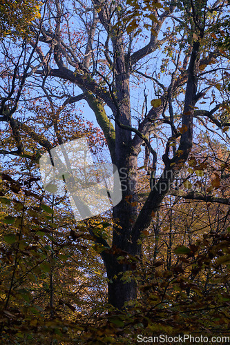 Image of Old oak tree crown backlite in fall