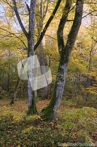 Image of Old deciduous tree stand in fall