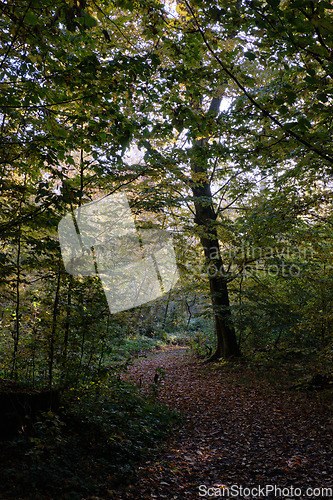 Image of Narrow trail crossing autumnal deciduous stand