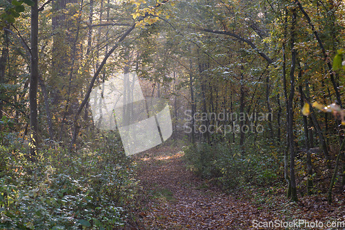 Image of Narrow trail crossing autumnal deciduous stand