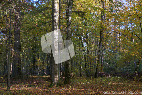 Image of Old deciduous tree stand in fall